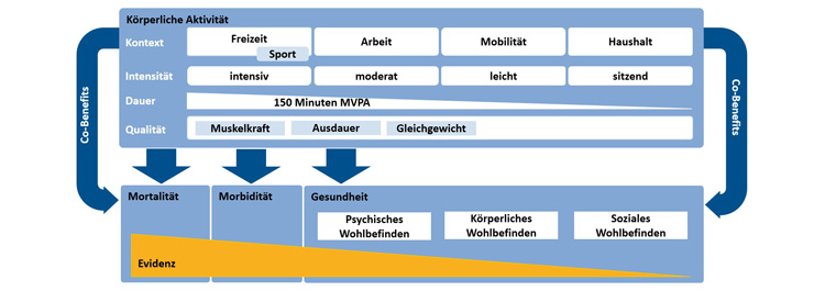 Abbildung Public Health Relevanz von körperlicher Aktivität (eigene Darstellung nach Quinn & Barone Gibbs, 2023; WHO, 2020; Pfeifer et. al, 2017; Sallis et. al. 2006)